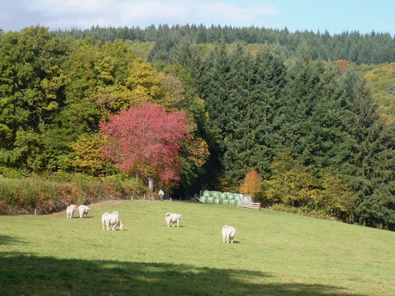 Photo Maison Brionnais - Annonce réf 1263