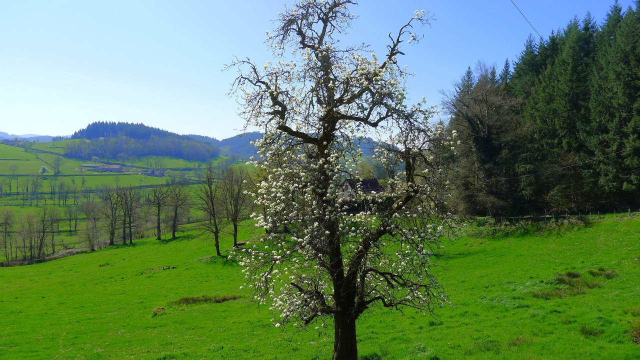 Photo Maison Brionnais - Annonce réf 1265