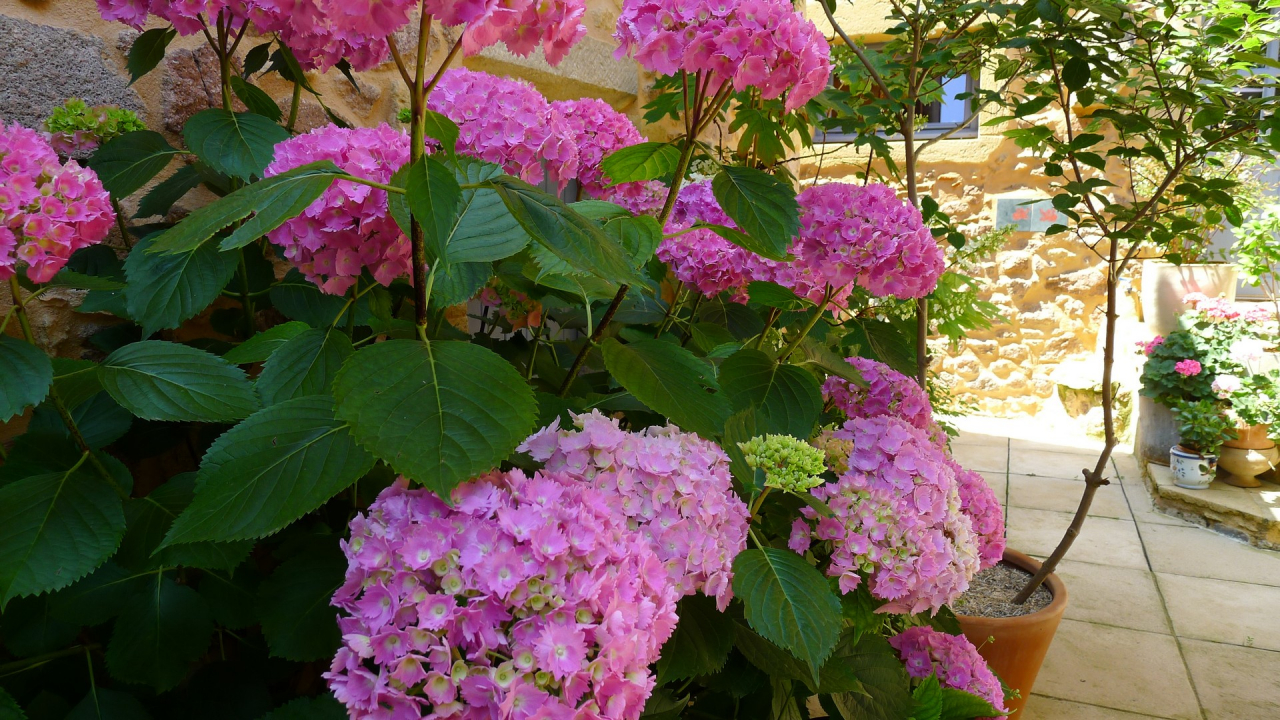 Photo Maison Brionnais - Annonce réf 1274