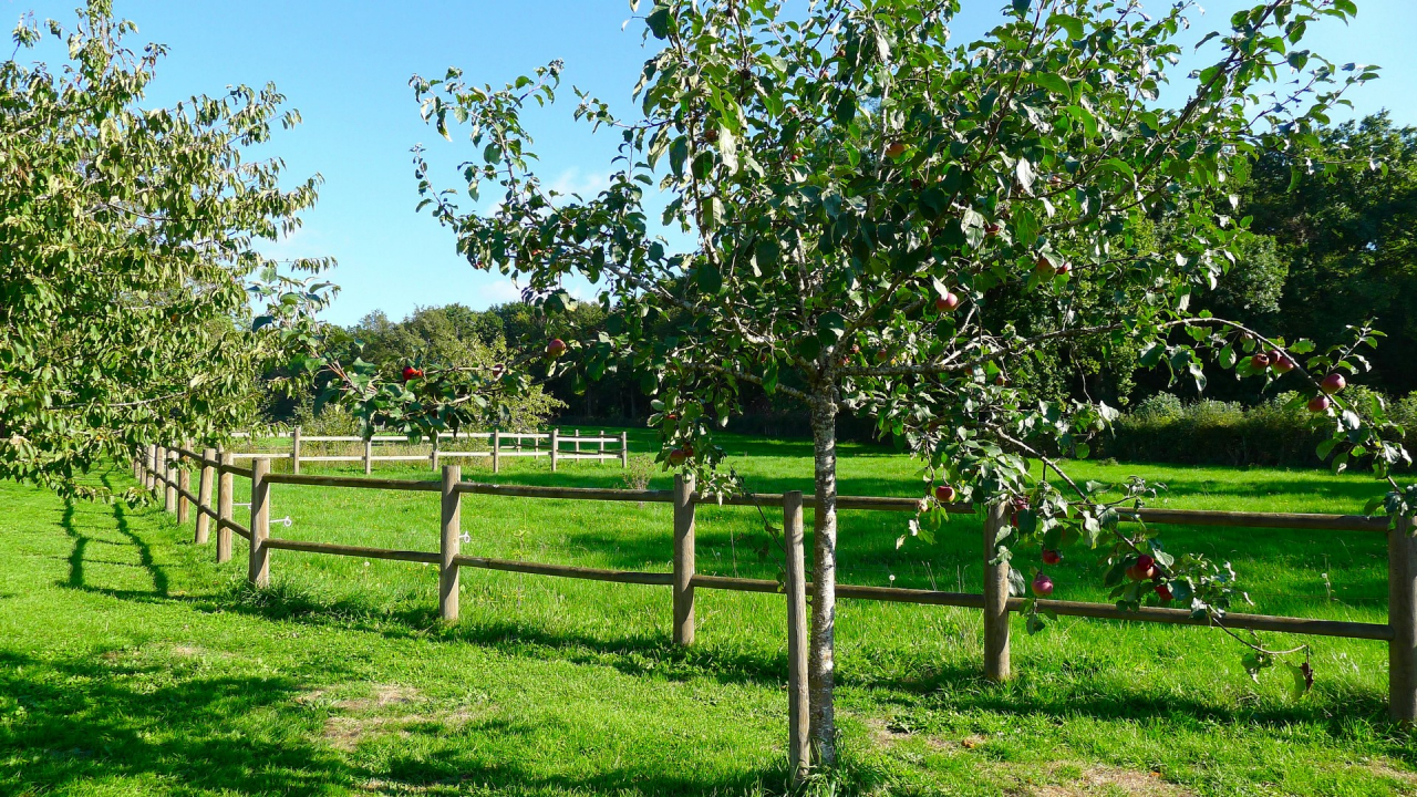 Photo Fermette Brionnais - Annonce réf 1280
