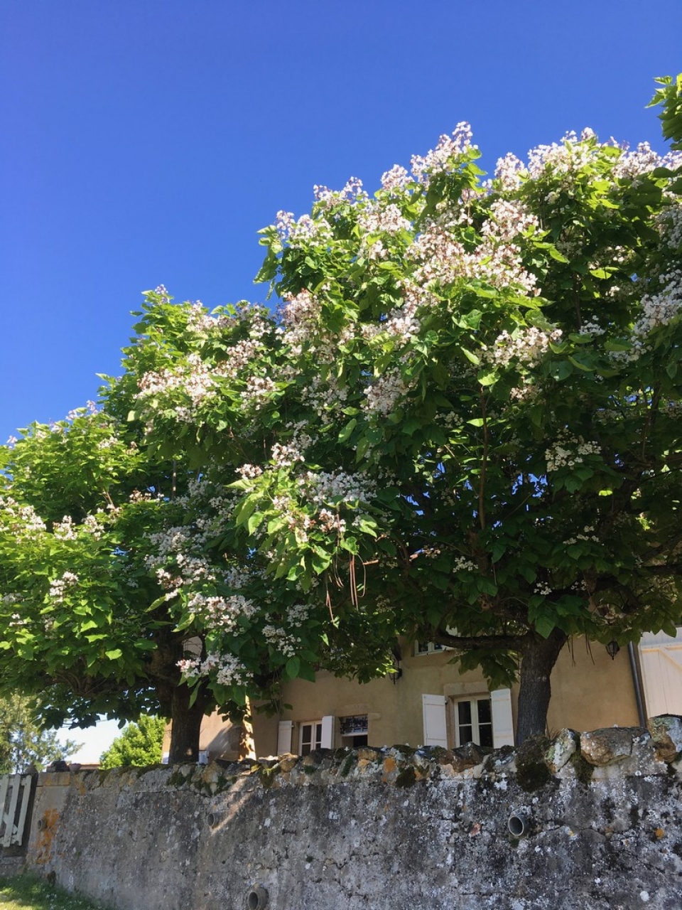 Photo Maison Brionnais - Annonce réf 1283