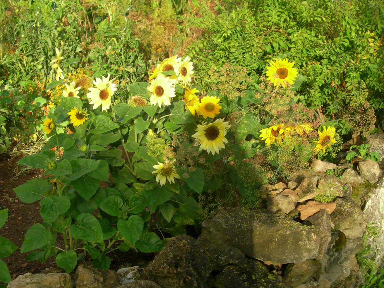 Photo Maison Brionnais - Annonce réf 1284