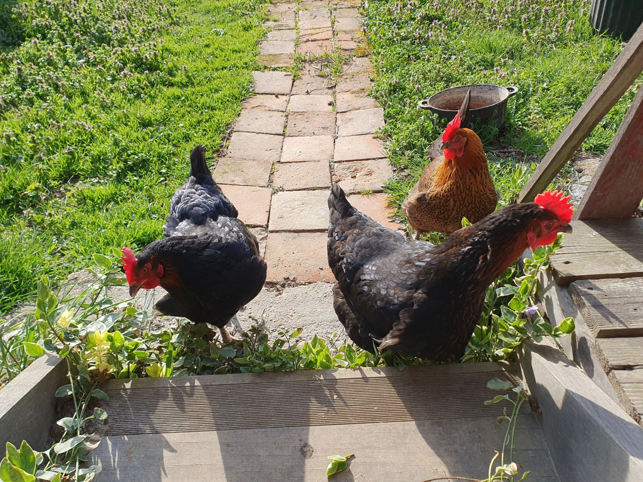 Photo Propriété Brionnais - Annonce réf 1287