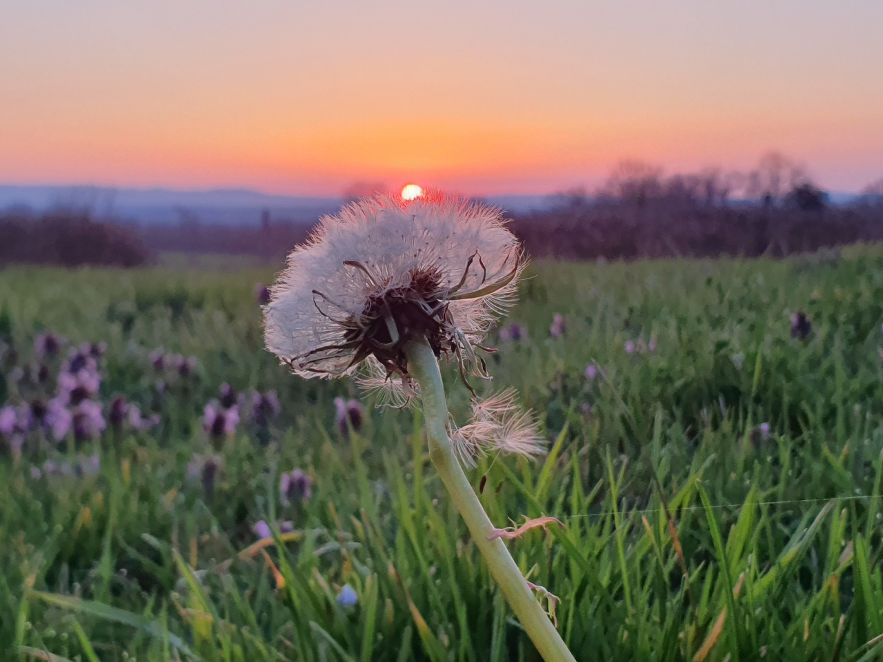 Photo Propriété Brionnais - Annonce réf 1287