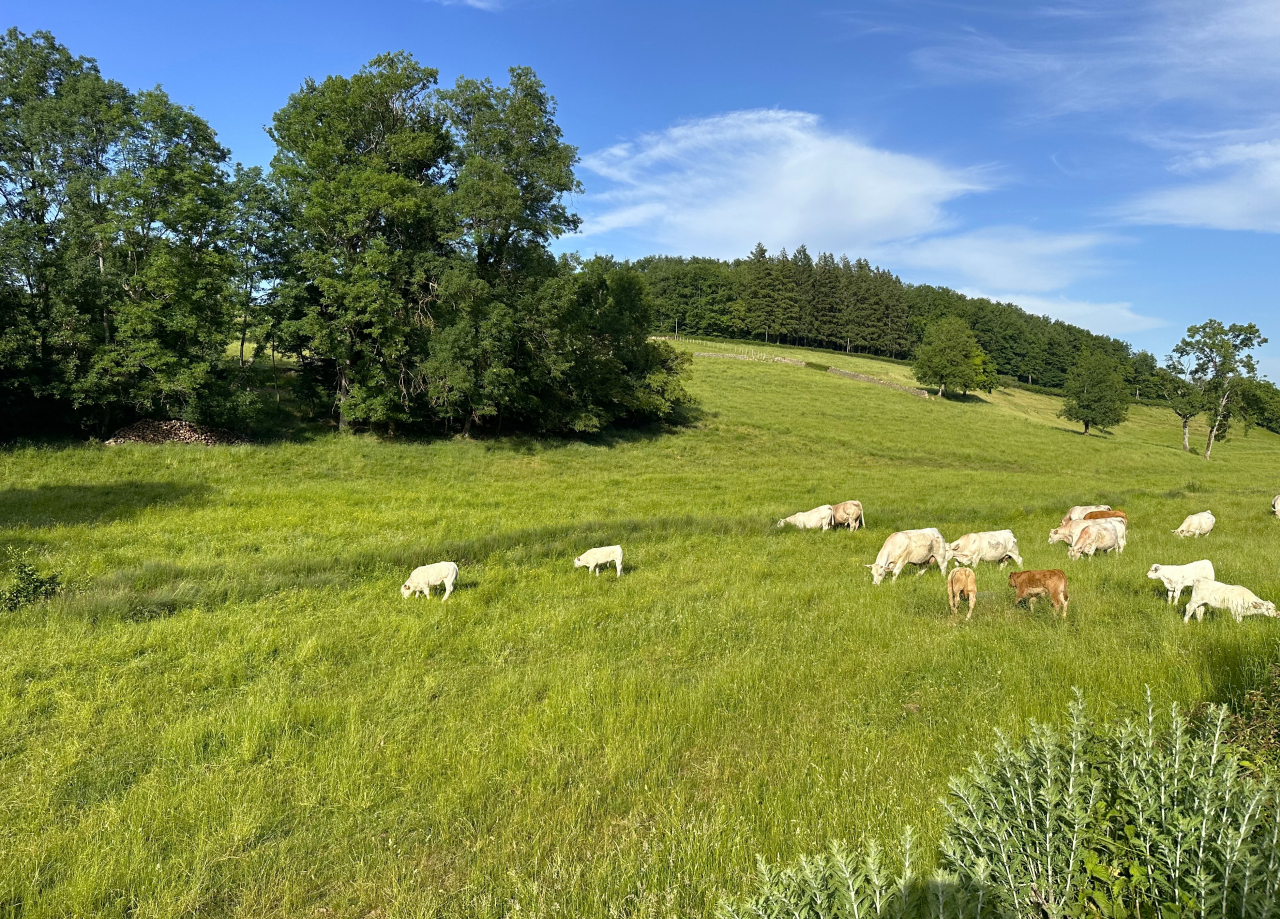 Photo Maison Brionnais - Annonce réf 1292