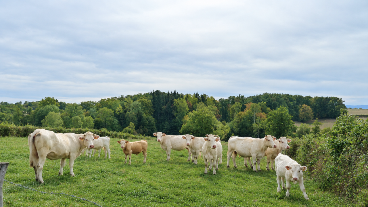 Photo Maison Pays de Charlieu - Annonce réf 1301