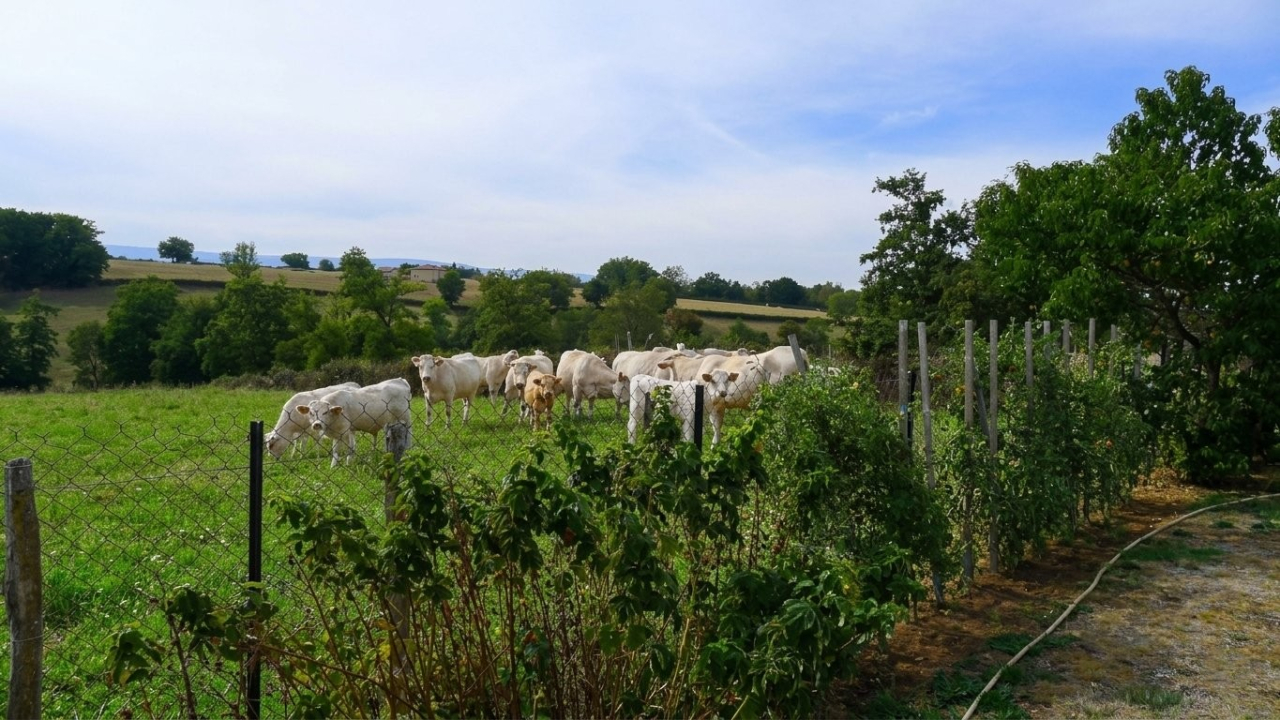 Photo Maison Pays de Charlieu - Annonce réf 1301