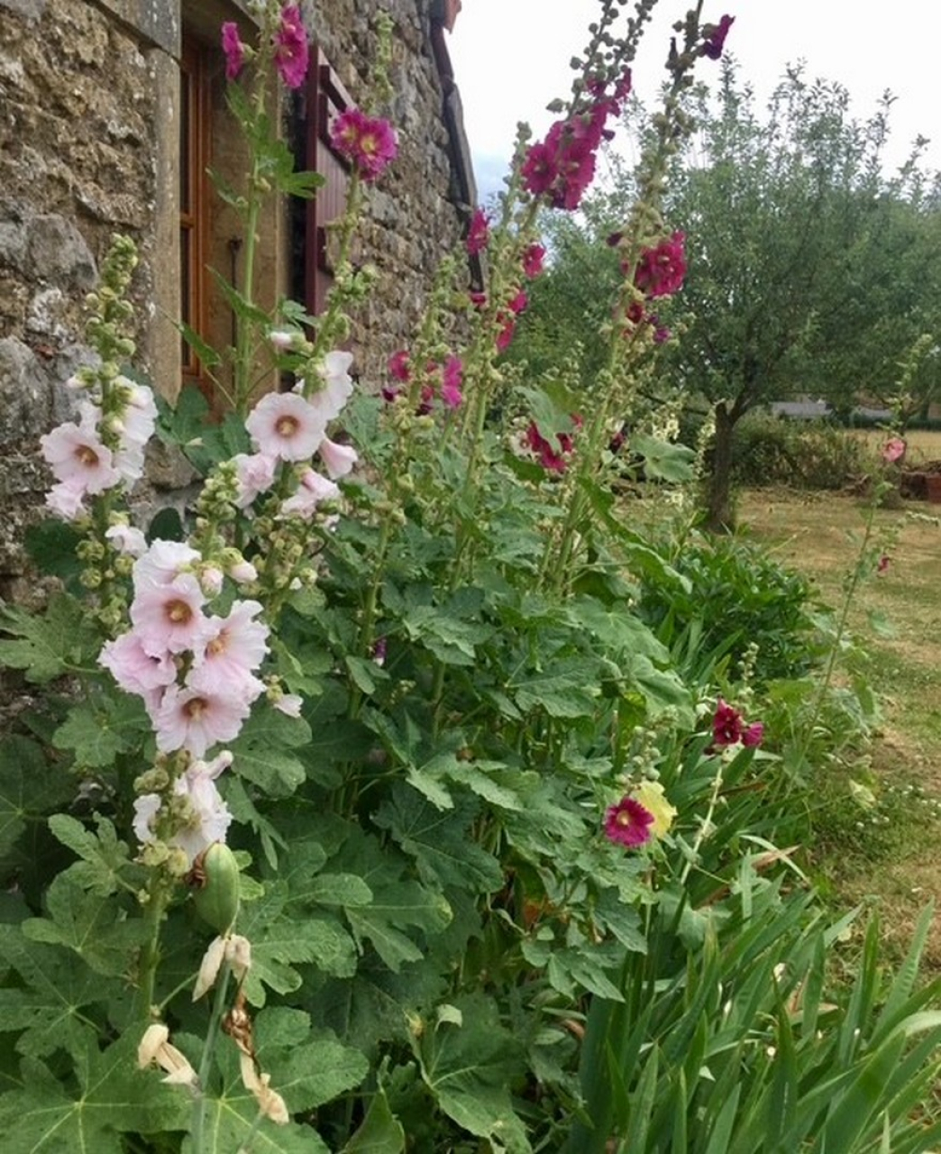 Photo Maison Brionnais - Annonce réf 1302
