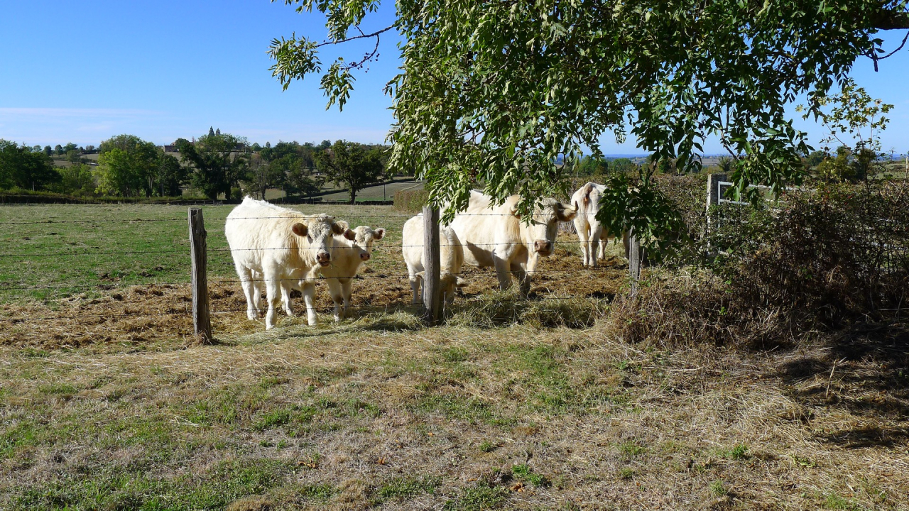 Photo Maison Brionnais - Annonce réf 1302